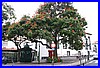 Bluehender Baum in Funchal.jpg