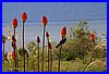 Blumen am Lake Manapouri.jpg