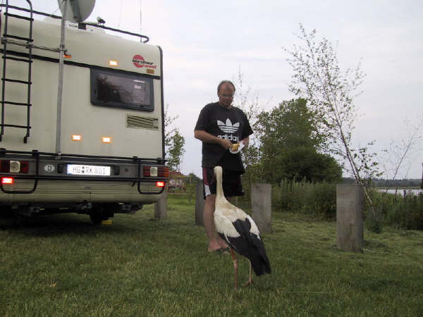 Storch