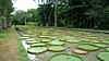 pampelmoussepark3_small.jpg