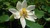 pampelmousseparklotus2_small.jpg