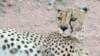 gepard2_small.jpg