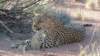 gepard_small.jpg