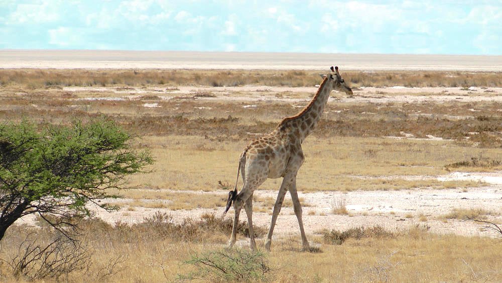 giraffeinderetoshapfanne.jpg