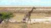 giraffeinderetoshapfanne_small.jpg