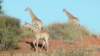 giraffensuchennahrung_small.jpg