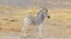 jungeszebra_small.jpg