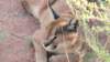 luchs2_small.jpg
