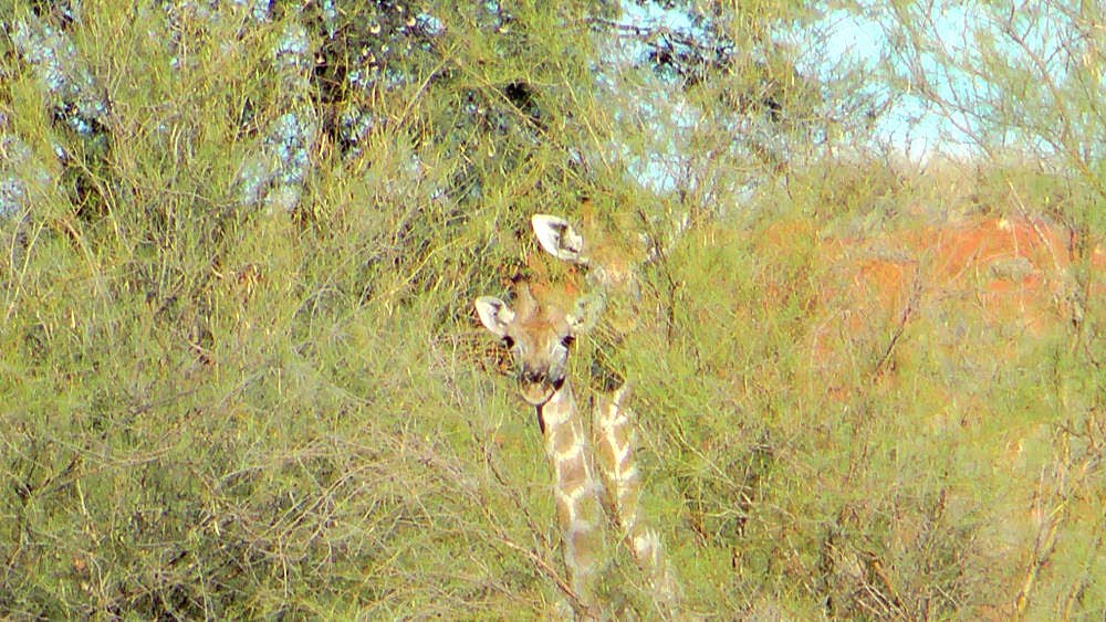 scheuegiraffen.jpg