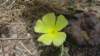 wstenblume_small.jpg
