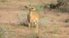 zwergantilope_small.jpg