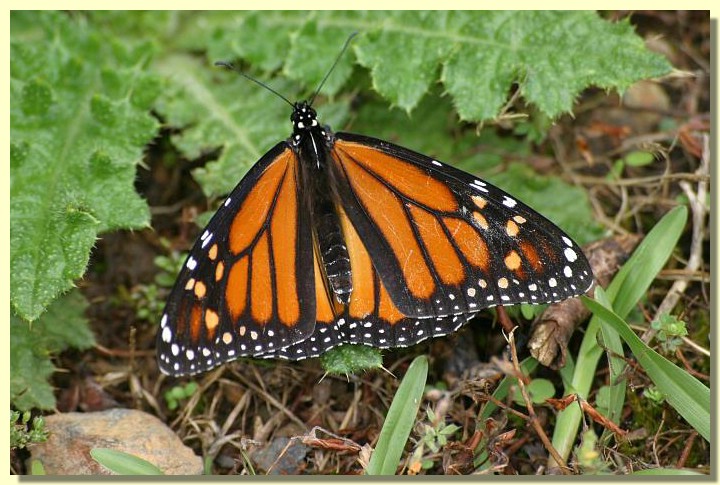 Schmetterling.jpg