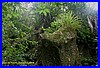 Urwald 03.jpg