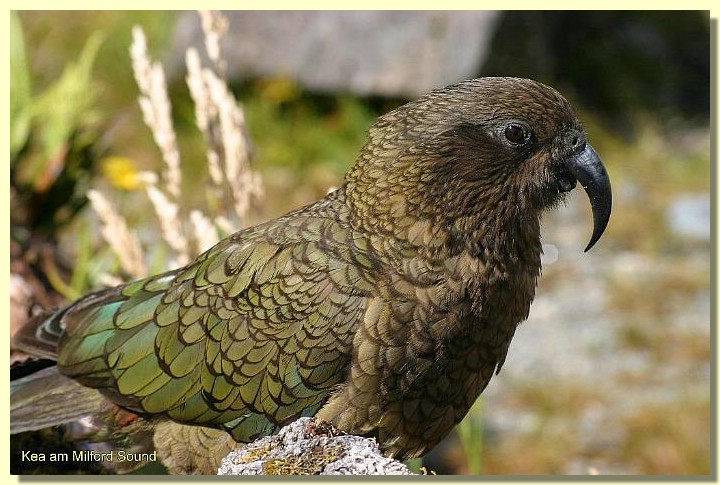 Kea 01.jpg