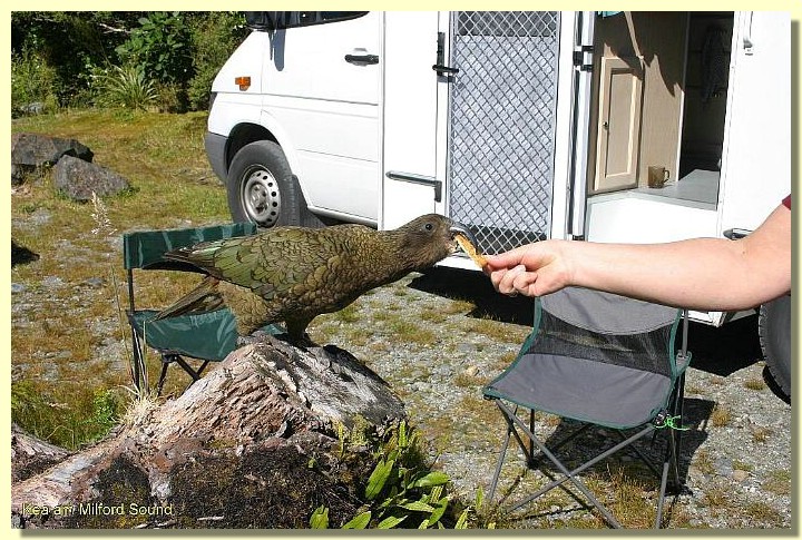 Kea 02.jpg