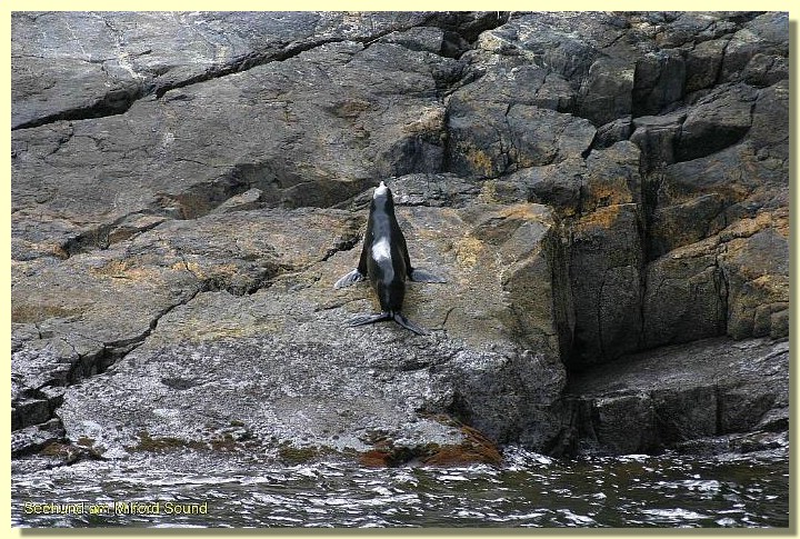 Seehund am Milford Sound.jpg