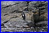 Seehund am Milford Sound.jpg