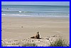 Seehund bei Nugget Point 01.jpg