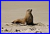 Seehund bei Nugget Point 02.jpg
