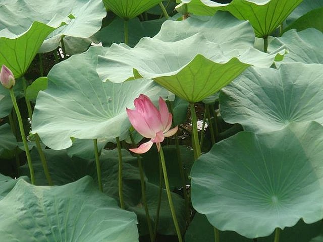 sommerpalastgarten4.jpg