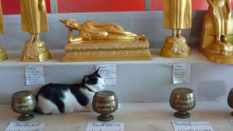 buddhamitkatze.jpg