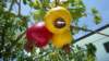 cashewfrchtemitnssen_small.jpg
