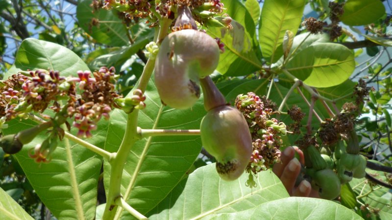 cashewpflanzenmitnssen.jpg