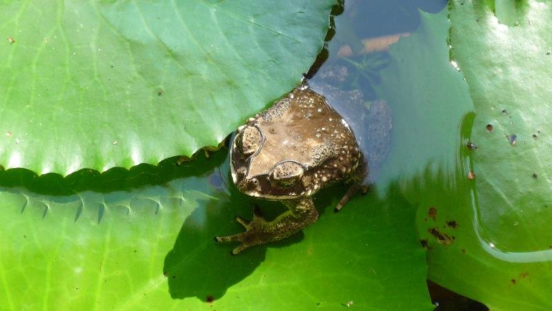 herrfrosch.jpg