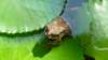 herrfrosch_small.jpg