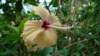 hibiscus_small.jpg