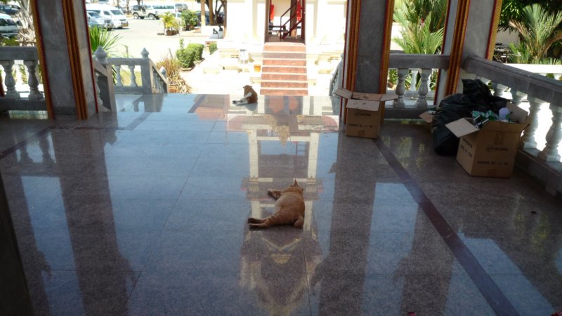 katzeundhundsuchenkhlung.jpg
