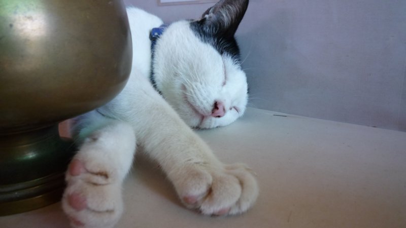 miau.jpg