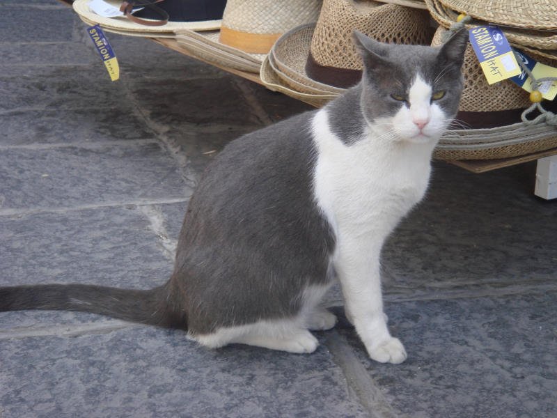 katze2.jpg