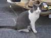 katze2_small.jpg