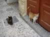 katzeninrhodosstadt2_small.jpg