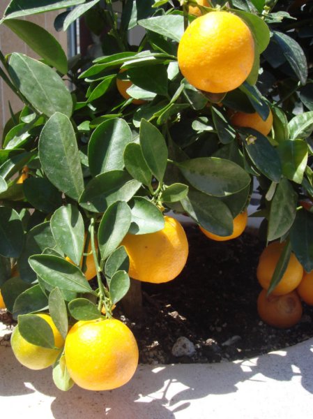 orangen.jpg