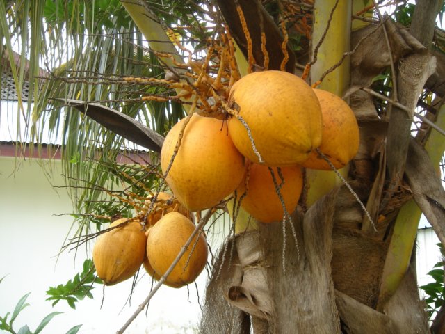 coconuts.jpg