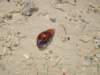 mahebeachsnails_small.jpg