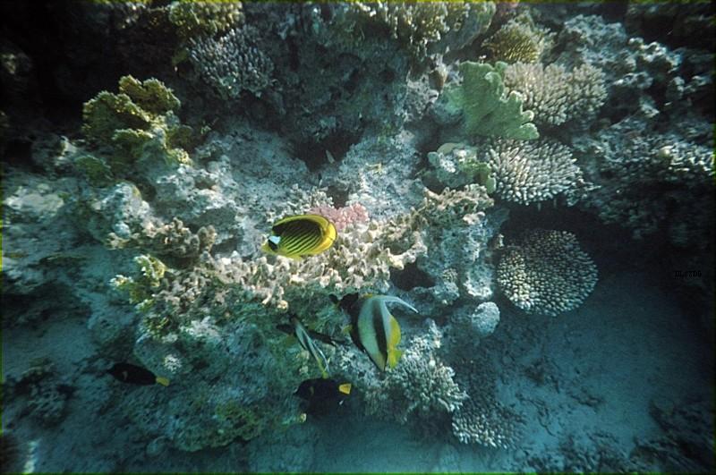  Bildname: Fische_Rotes_Meer.jpg 
 Breite: 800 Pixel 
 H�he: 531 Pixel 
 Gr�sse: 143 kB 