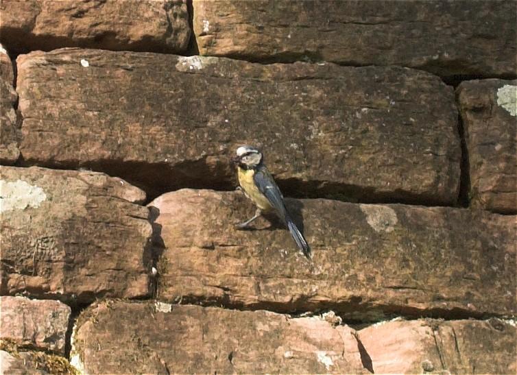  Bildname: Jungvoegel_5821.jpg 
 Breite: 754 Pixel 
 Hhe: 547 Pixel 
 Grsse: 155 kB 