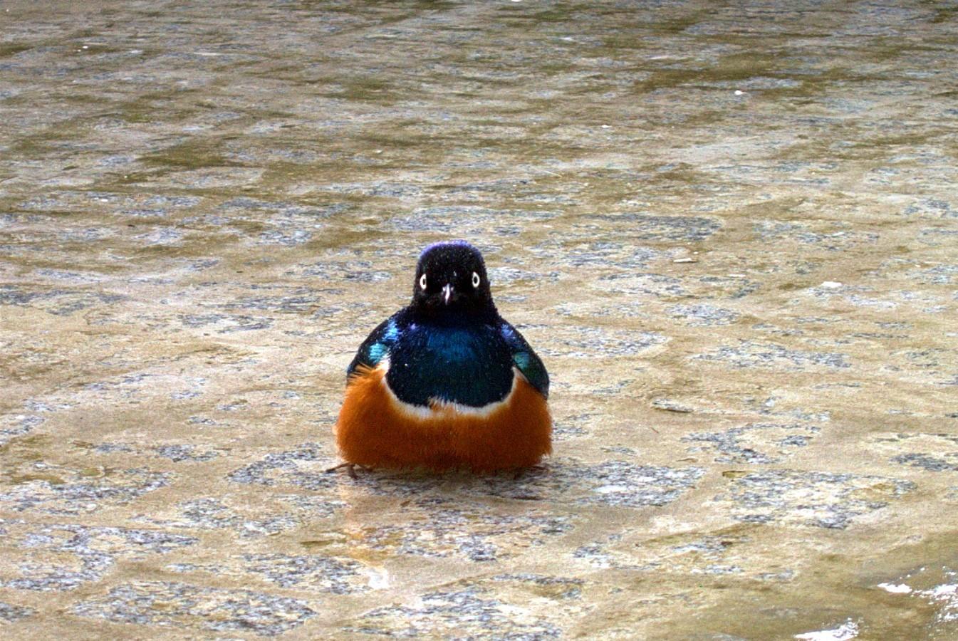  Bildname: CRW_0984_WAV.jpg 
 Breite: 1345 Pixel 
 Hhe: 900 Pixel 
 Grsse: 427 kB 