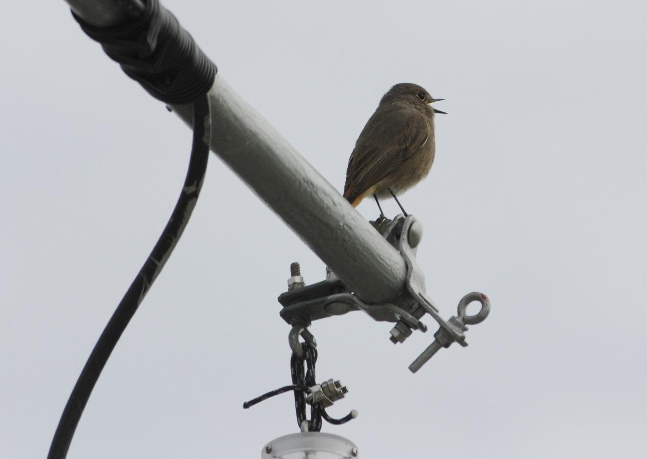  Bildname: IMG_48821crl.jpg 
 Breite: 1323 Pixel 
 Hhe: 939 Pixel 
 Grsse: 165 kB 