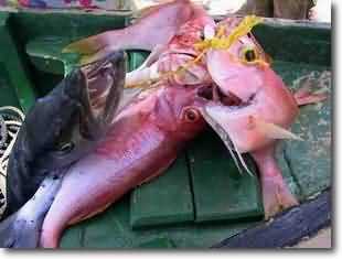 Barracuda and Red Snappers